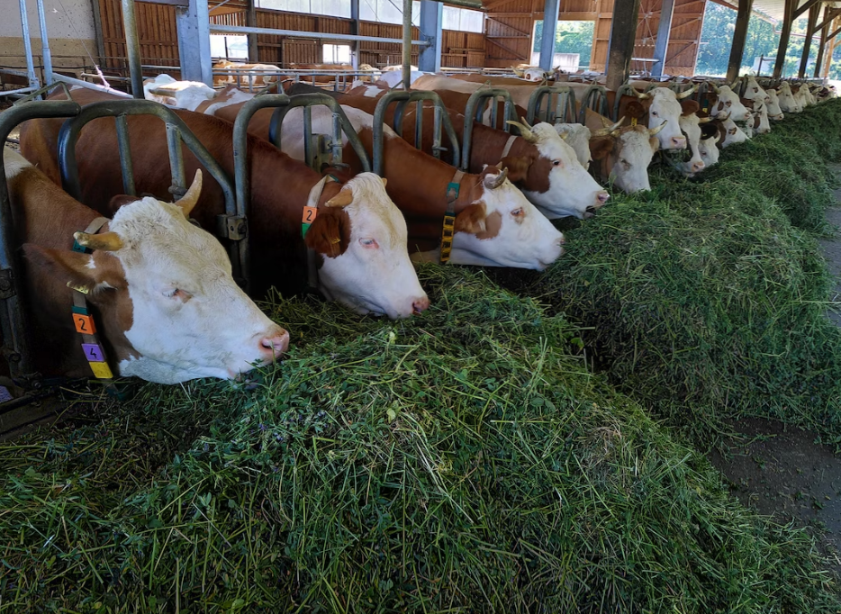 养殖行业恶臭气体在线监测方案缩略图